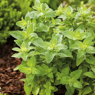 BIO Origan - Arôme italien directement du jardin - Origanum vulgare - Graines Premium