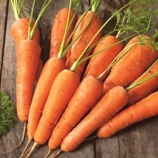 Nantejska Polana Carrot - Reliable, Productive and Full of Flavour! Juicy and Sweet - Premium Seeds