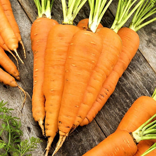 Flakkese 2 Carrot - Reliable Cultivation, Rich in Nutrients, Perfect for Juices - Premium Seeds