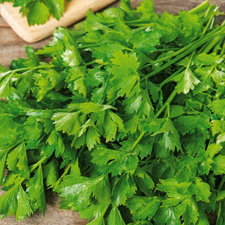 Céleri à feuilles Jemny - Feuilles aromatiques, récolte abondante - Apium graveolens var. secalinum