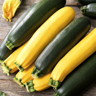 Courgette - mélange de variétés - Mélange de courgettes pour tous les jardins - 100 g