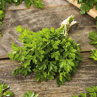 Persil Gigante D'Italia - Grandes feuilles aromatiques croissance rapide - 100 g
