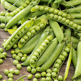 Pois nain MERVEILLE DE KELVEDON - Très productive, précoce - 500 g