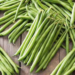 Haricot nain Ferrari - Pour les jardiniers exigeants - 500 g