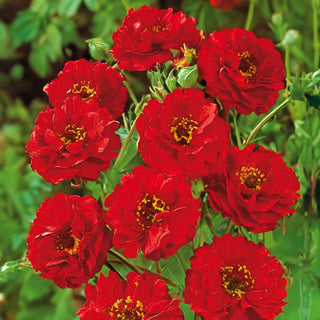 Benoîte de Chiloé - Mrs. Bradshaw - Plante vivace au charme incomparable - Geum chiloense - Graines Premium