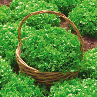 BIO Laitues à couper - Salad Bowl - Succès salade en version biologique - Graines Premium