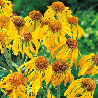 Hélénie de Hoopes - Facile à cultiver plante vivace - Helenium hoopesii - Graines Premium