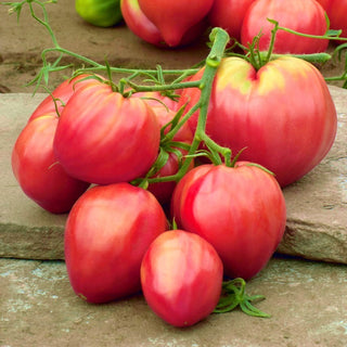 Pink Oxheart Tomato - Powerful Yields, Gigantic Fruits - Premium Seeds