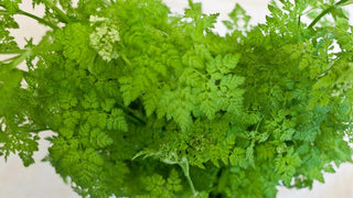 Garden Chervil - Parsley-Anise Flavour, Ideal for Dishes and Decoration - Anthriscus cerefolium - Premium Seeds