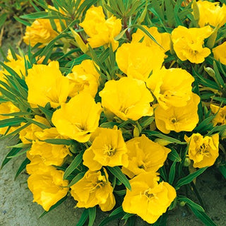 Onagre du Missouri - Rampante, ornementale, plante vivace pour talus - Oenothera missouriensis - Graines Premium