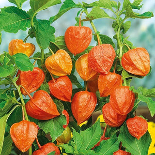 Amour en Cage - Décoration des massifs et des bouquets secs - Physalis alkekengi var. franchetii - Graines Premium