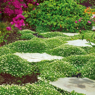 Sagine subulée - Plante charmante pour bordures et massifs - Sagina subulata - Graines Premium