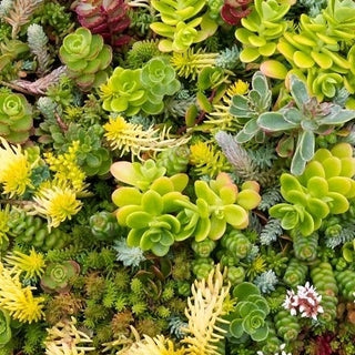 Stonecrop - Blooming Carpet Throughout Summer - Sedum Sp. - Premium Seeds