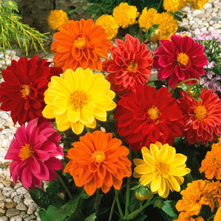 Dahlia Unwins - Mélange au style léger et naturel - Dahlia pinnata - Graines Premium