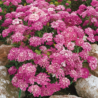 Iberis en Ombelle - Rosa Cardinal - Idéal pour les bordures, massifs et pots - Iberis umbellata - Graines Premium
