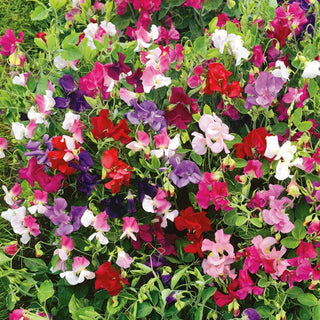 Pois de Senteur - Little Sweetheart - Fleurs aux nuances pastel - Lathyrus odoratus