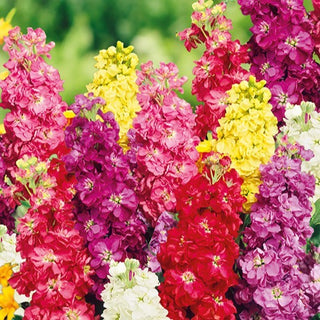 Giroflée - Ornement estival au style classique - Matthiola incana - Graines Premium
