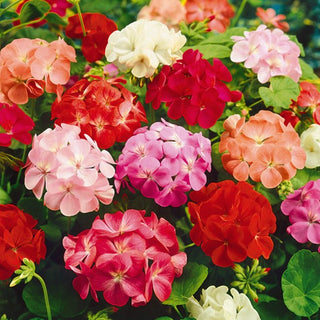 Géranium - Mélange - Palette riche de couleurs, floraison abondante - Pelargonium zonale