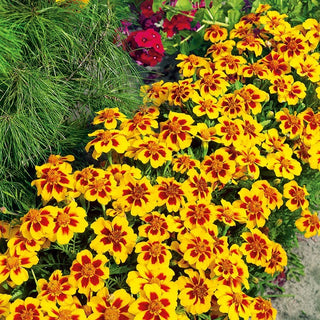 Œillet d'Inde - Pascal - Parfaite pour les bordures basses - Tagetes patula
