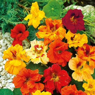 Capucine Naine - Double - Spectaculaire, attire les pollinisateurs - Tropaeolum majus var. nanum