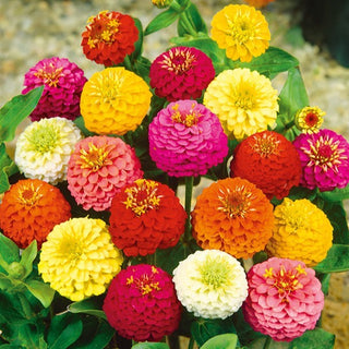 Zinnia - Lilliput Mélange - Floraison longue jusqu’en automne - Zinnia elegans