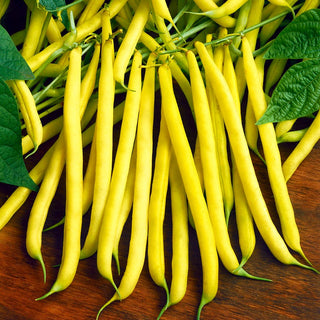 Haricot nain Złota Saxa - Idéale pour les premières récoltes - 500 g