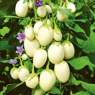 Aubergine Ornementale - Golden Eggs - Compacte, décorative mais comestible - Solanum melongena - Graines Premium
