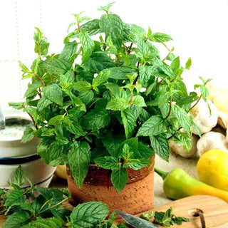 Peppermint - Ideal for Drinks and Desserts - Mentha Piperita - Premium Seeds