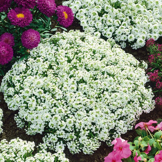 Alysse Odorant - Snowcloth - Abondante en fleurs et facile à cultiver - Lobularia maritima