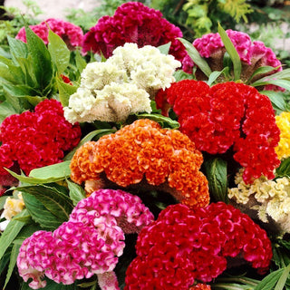 Cockscomb - Spectacular Array of Colours in the Garden - Celosia argentea var. cristata - Premium Seeds