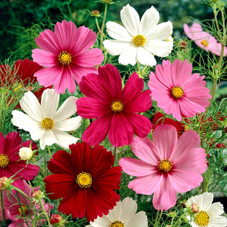 Cosmos - A Selection of Varieties - Easy to Grow, Colourful Flowers, Spectacular Effect - Cosmos Bipinnatus - Premium Seeds