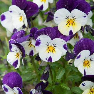 Violette Cornue - Johny Jump Up - Décoration de balcon fiable - Viola cornuta - Graines Premium