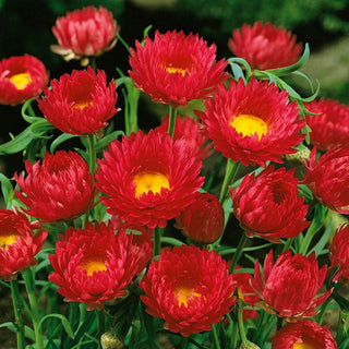 Acroclinium Roséum - Rouge - Délicat et parfait pour les bouquets secs - Helipterum roseum