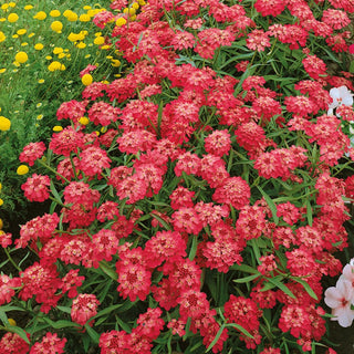 Iberis en Ombelle - Rouge - Coloré et à croissance rapide tout l’été - Iberis umbellata - Graines Premium