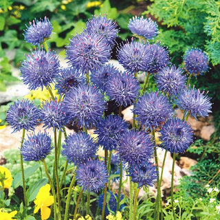 Jasione Vivace - Tolère bien la sécheresse et le soleil - Jasione laevis - Graines Premium