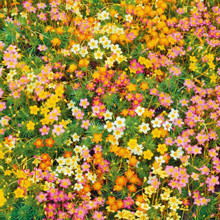 Leptosiphon Hybrids - Tapis coloré de fleurs miniatures - Leptosiphon hybridus - Graines Premium
