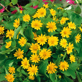 Mélampodium - Floraison longue et abondante - Melampodium paludosum - Graines Premium