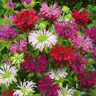 Monarde didyma - Attire les abeilles et les papillons - Monarda didyma - Graines Premium