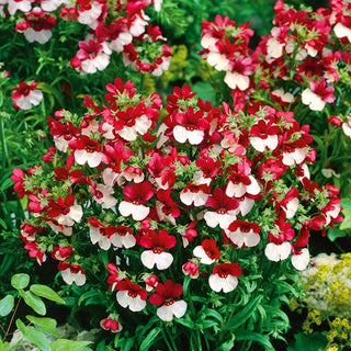 Némésia - St. George - Plante annuelle résistante au gel - Nemesia strumosa