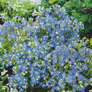 Némésia - Blue Gem - Idéale pour les pots et les massifs - Nemesia strumosa