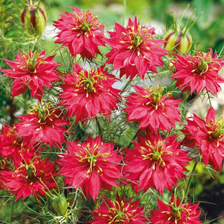Nigelle de Damas - Rouge - Jardin d’été aux couleurs rouges - Nigella damascena - Graines Premium