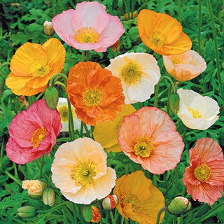 Pavot d'Islande - Charmant, multicolore et résistant - Papaver nudicaule