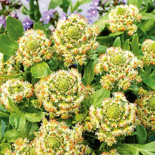 Réséda - Rouge - Naturelle, idéale pour les massifs et les bouquets - Reseda odorata - Graines Premium