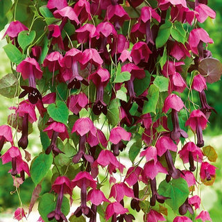 Rhodochiton - Parfaitement violet pour suspensions - Rhodochiton atrosanguineus