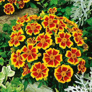Œillet d'Inde - Dainty Marietta - Fleurit jusqu’aux premières gelées - Tagetes patula