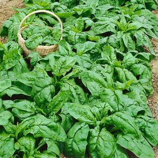 Winter Giant Spinach - Delicate Taste, Abundant Yields - Spinacia Oleracea - Premium Seeds