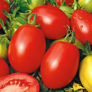 Tomate - Rio Grande - Allongé, ferme, idéal pour les conserves