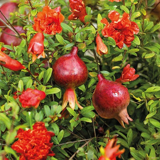 Grenadier Nain - Idéal pour le jardin et le balcon - Punica granatum nana - Graines Premium