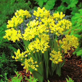 Ail doré - Allium - Taches ensoleillées jaunes dans le massif - 20 bulbes
