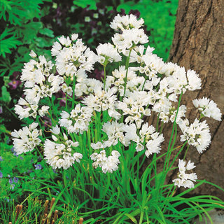 Ail de Naples - Allium - Fleurs blanches délicates - 20 bulbes